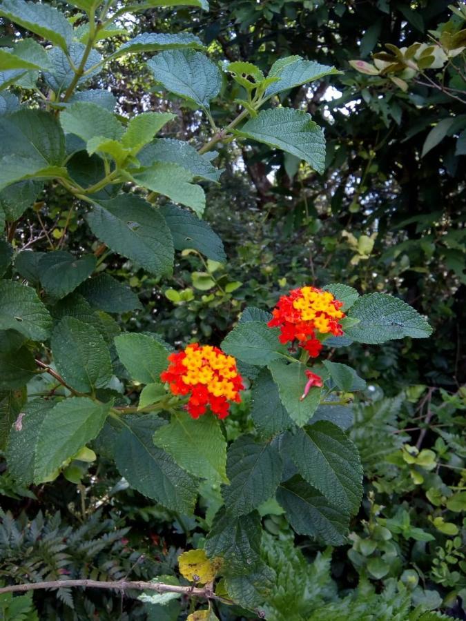 Flor Do Leste ฟลอเรียนอโปลิส ภายนอก รูปภาพ